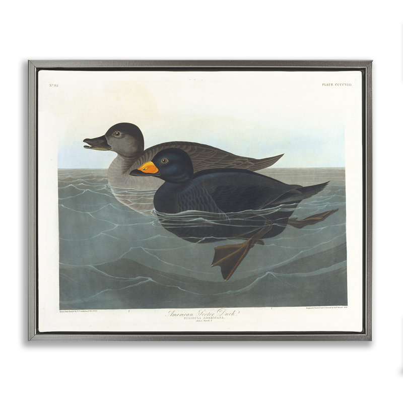 "Classic American Scoter Duck", art mural sur toile flottante noire par one1000paintings, H 25 po x l 31 po