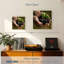 Senne New Seedling Sprouting-109103829