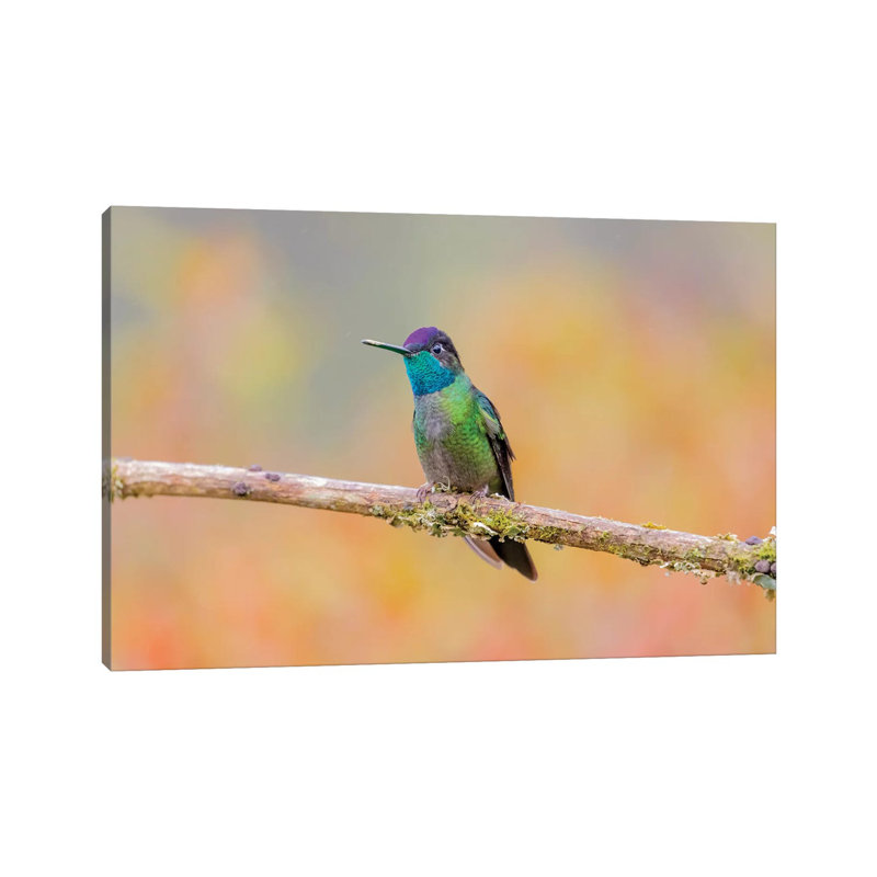 Central America, Costa Rica. Male Talamanca Hummingbird. by Jaynes Gallery - Wrapped Canvas Gallery-Wrapped Canvas Giclée