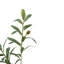 8' Faux Olive Tree