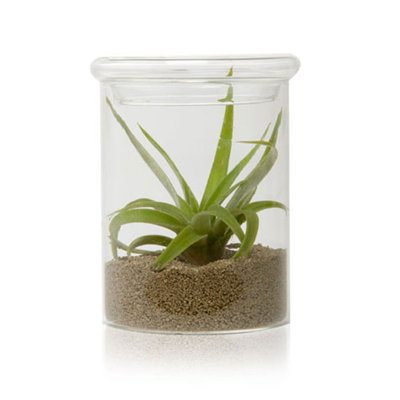 Glass Table Vase