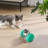 Hybrid Feeder/Toy