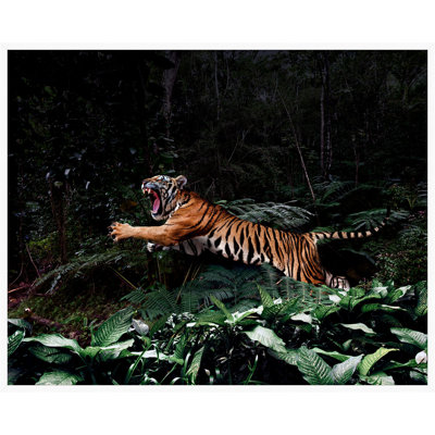 Tigre de la jungle