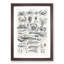 Study of Crustaceans by Oliver Goldsmith - Framed Print-55730466-55730465
