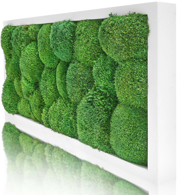 Moosbild Islandmoos Wall Décor, White
