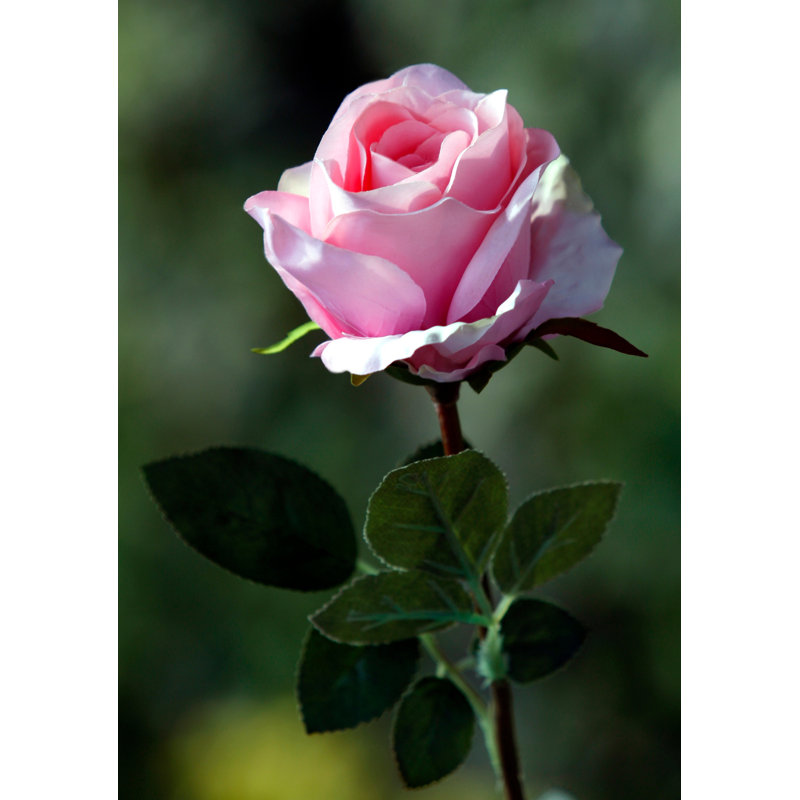 Large bud Rose, Light Pink