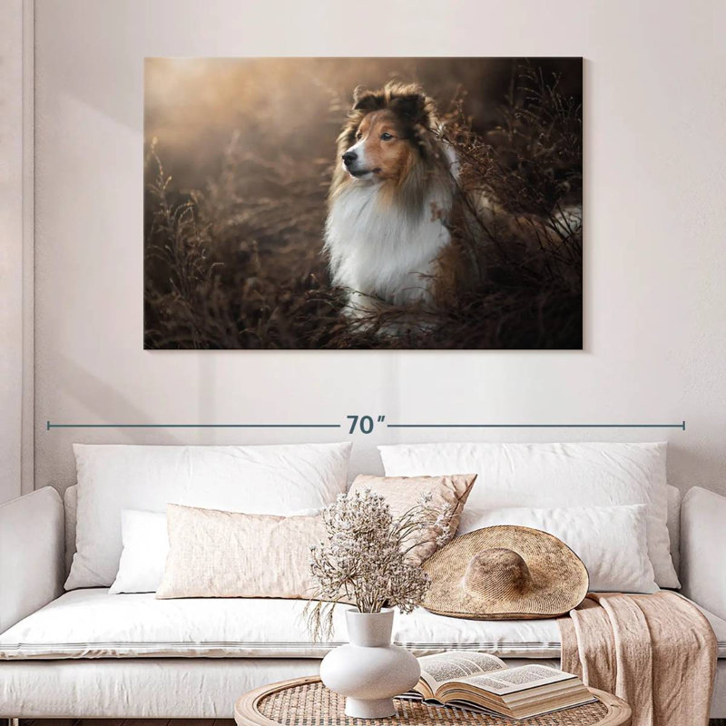 Bramelt, magnifique sheltie, H 32 po x l 48 po