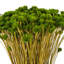 Vickerman 14" Dried Basil Hil Flower Bunch, 16 oz. This is a natural product, dimensions and color may vary plant to plant.