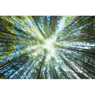 " Trunks Of Pines "