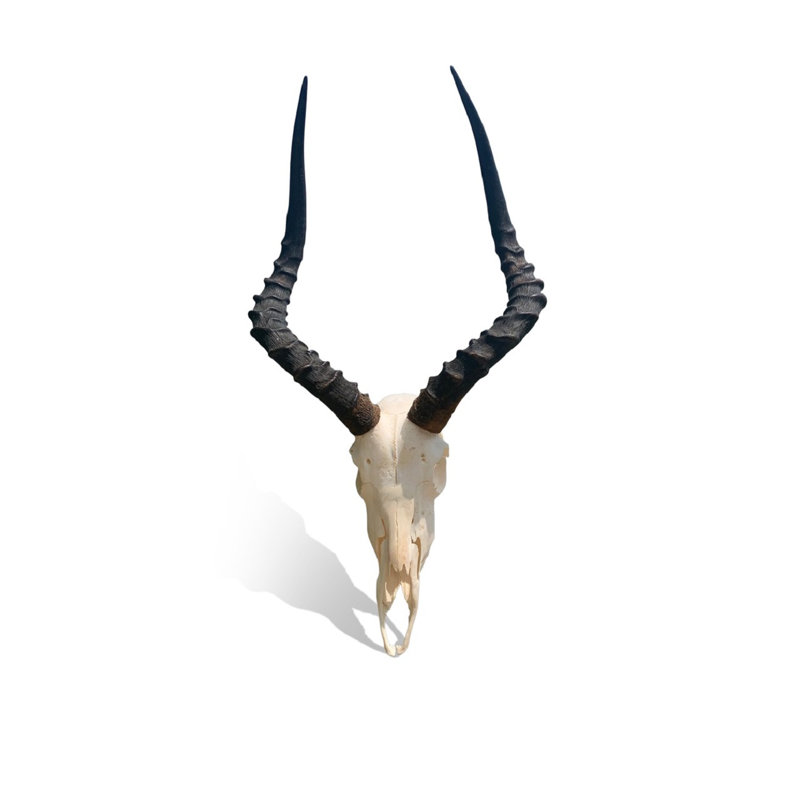 Crâne d'antilope Real Impala