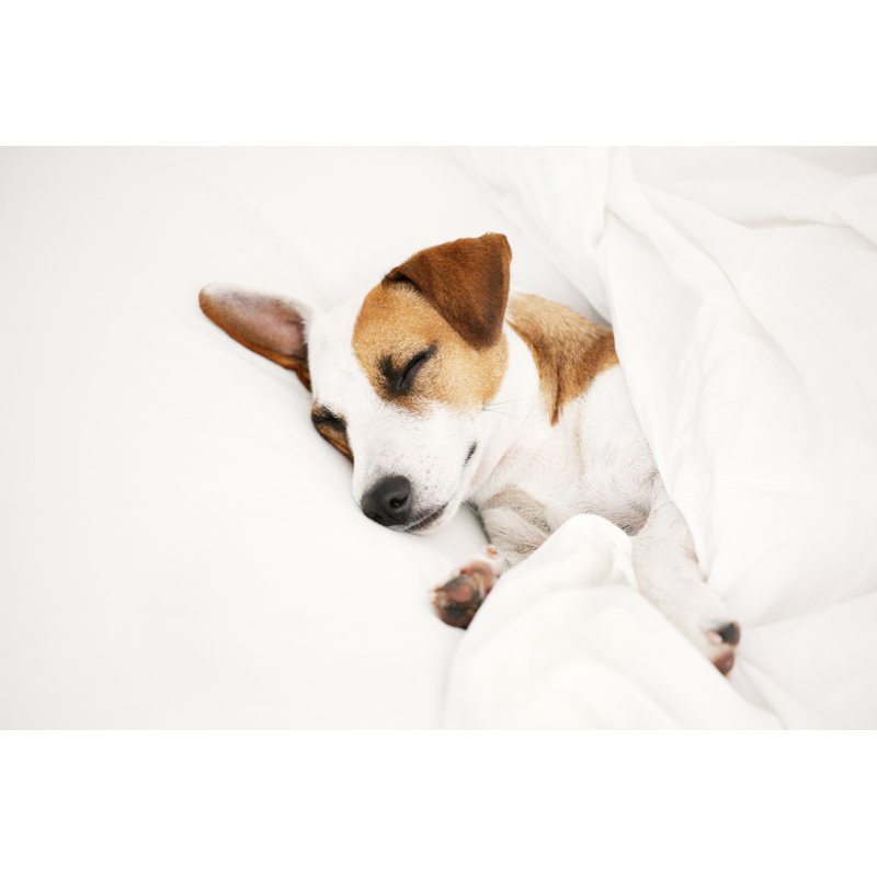 «Sleeping Dog at Bed» par Tatyanagl - Photographie sur toile tendue, L 12 po x H 8 po