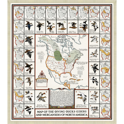 Map Of Diving Ducks Print