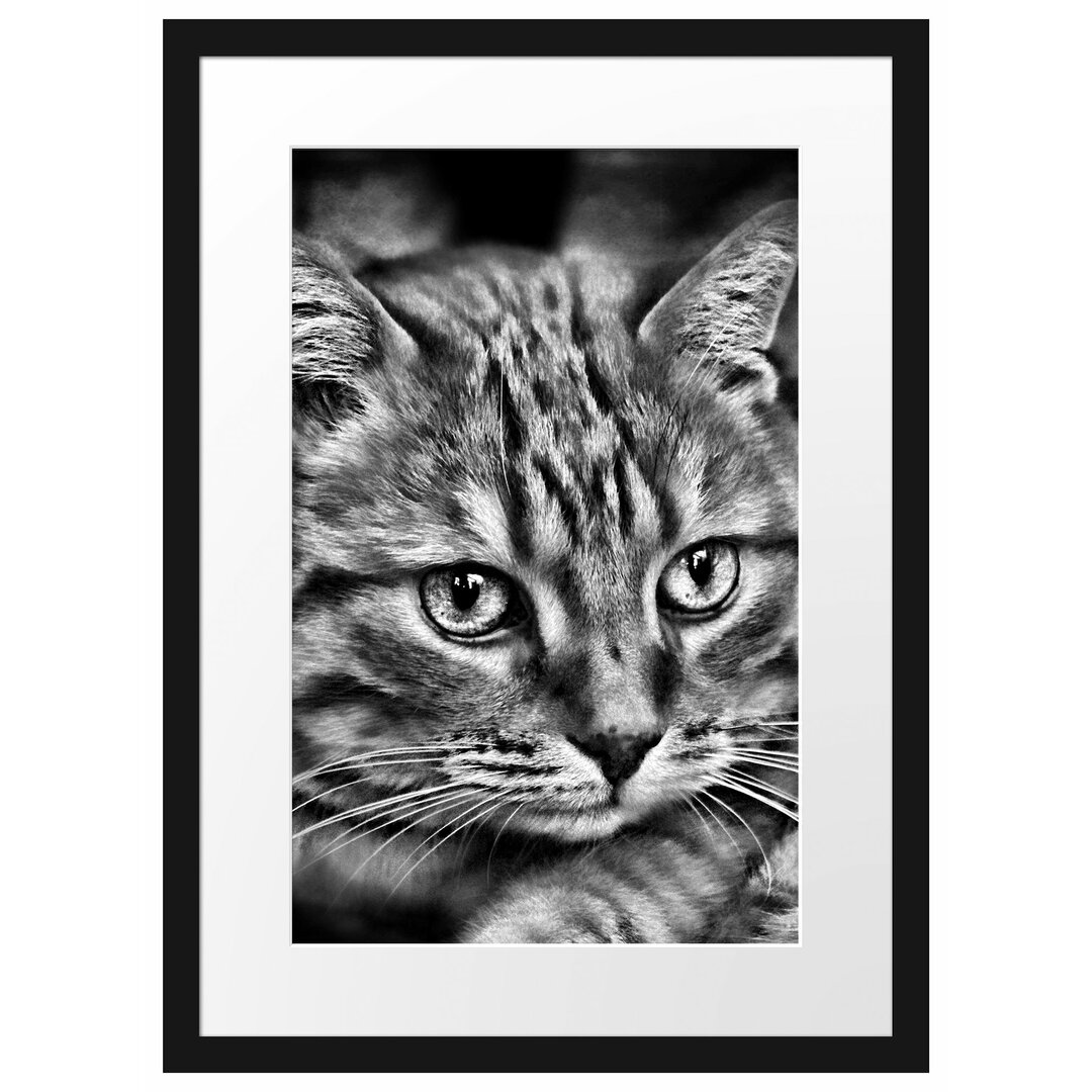 Wunderschöne Hauskatze Gerahmte Fotokunstdruck Poster