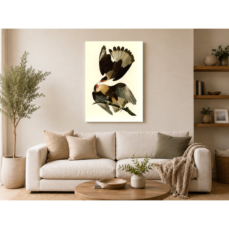 Caracara aigle (planche 161) - Portrait, art mural sur toile, 20" W x 30" H