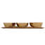 Plateau de service Auburn Gold