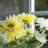 Faux Silk Daisy Arrangement in Vase