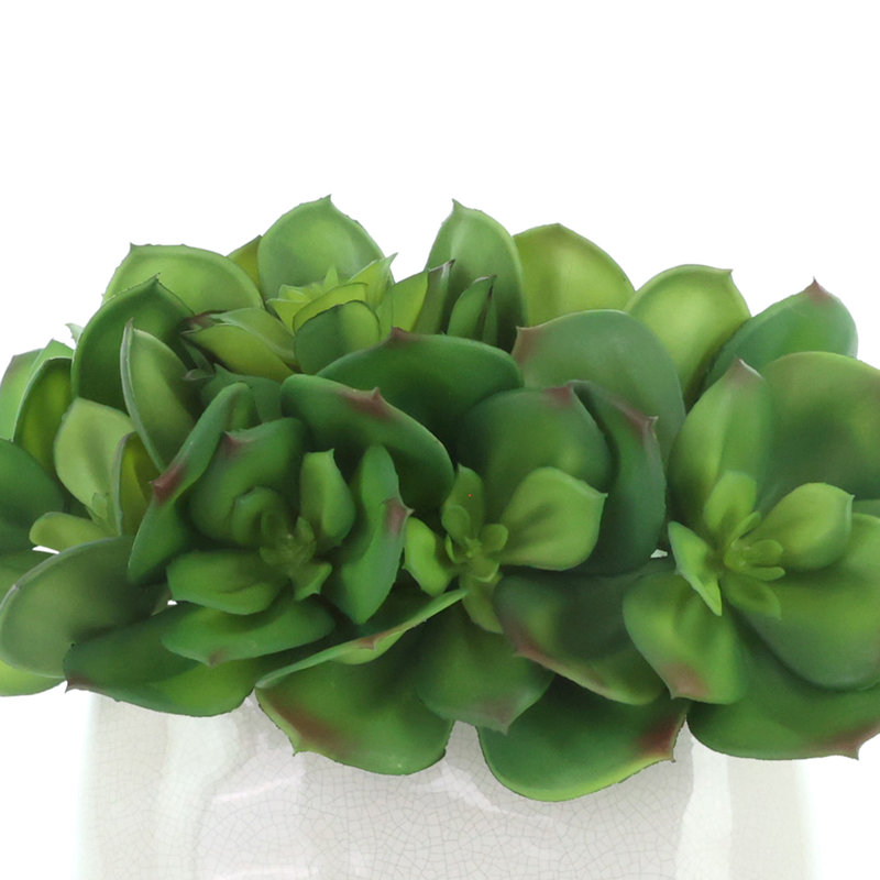 Succulent Arrangement in Ceramic Vase