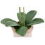 POT À 2 TIGES FLORAL-584446395