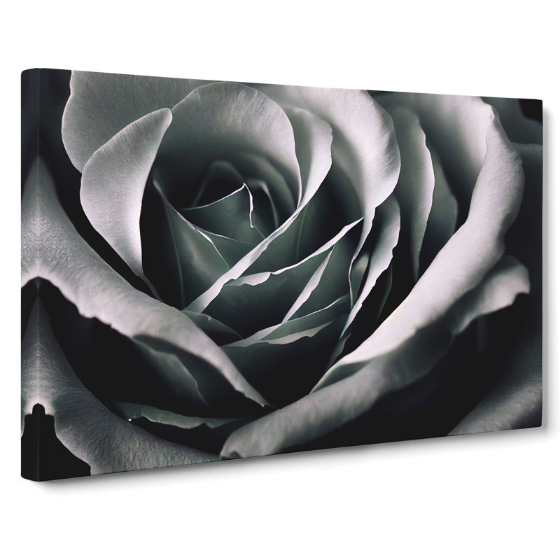 XXX-H1022-WF-8399X Striking Rose Flower - Wrapped Canvas Print, 50cm H x 76cm W x 3cm D