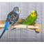 One-of-a-Kind 1.5'' Bird Perch for Inside Cage