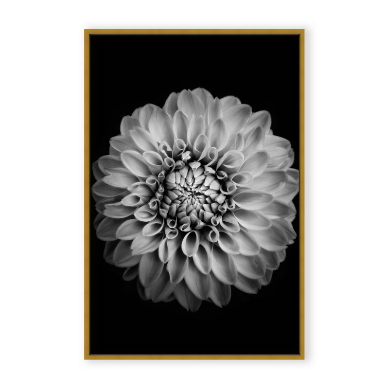 Nature Inspired Marigold by  - Picture Frame Photograph on Paper, 24" H x 16" W x 1.125" D, Black, Framed Matted Print