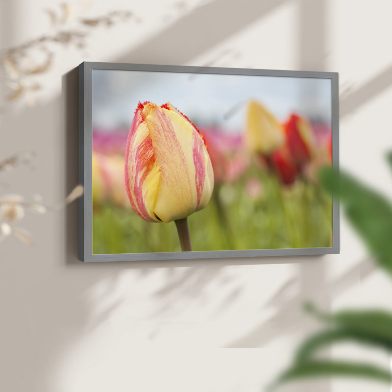 Spring Sherbet -Framed Print - Restickable, 22" H x 28" W, Grey