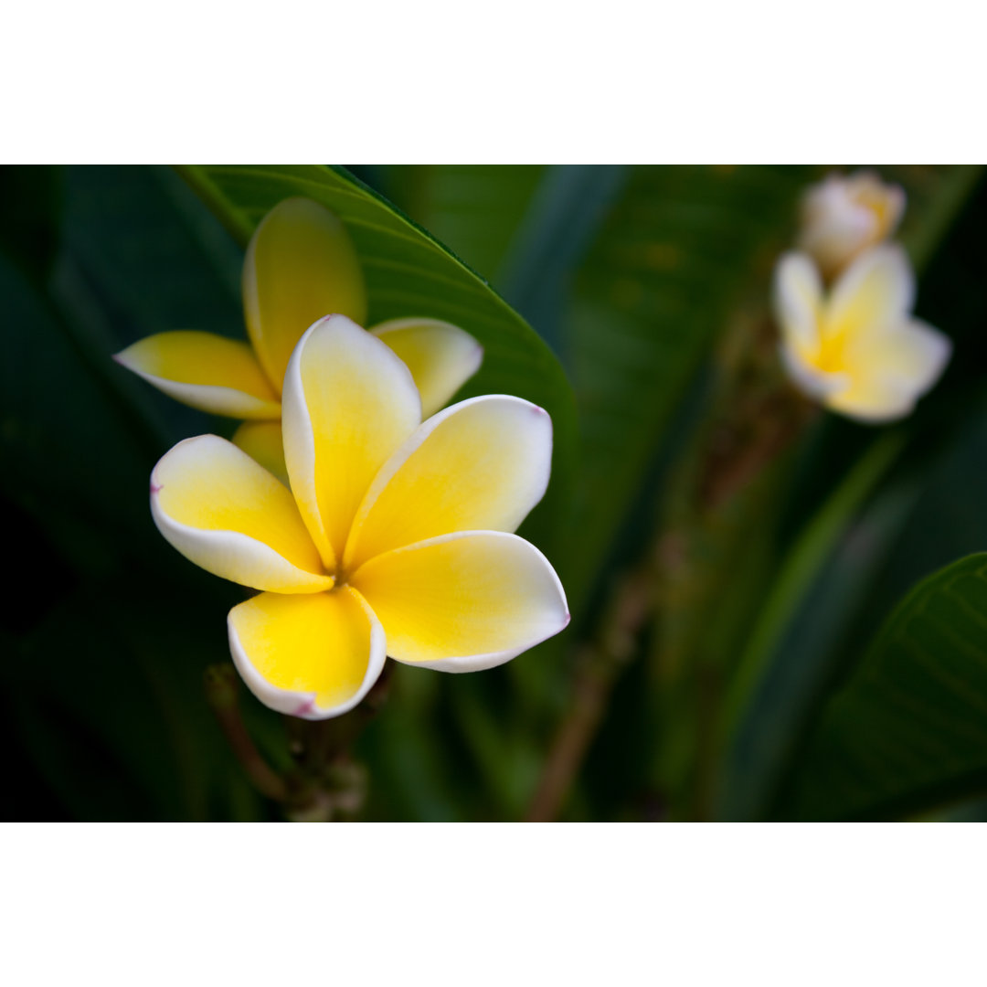 Frangipani Blumen - Leinwandfoto