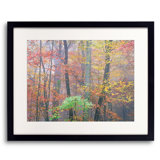 Autumn Portrait Blue Ridge Parkway #5 Print by Bruce Heinemann