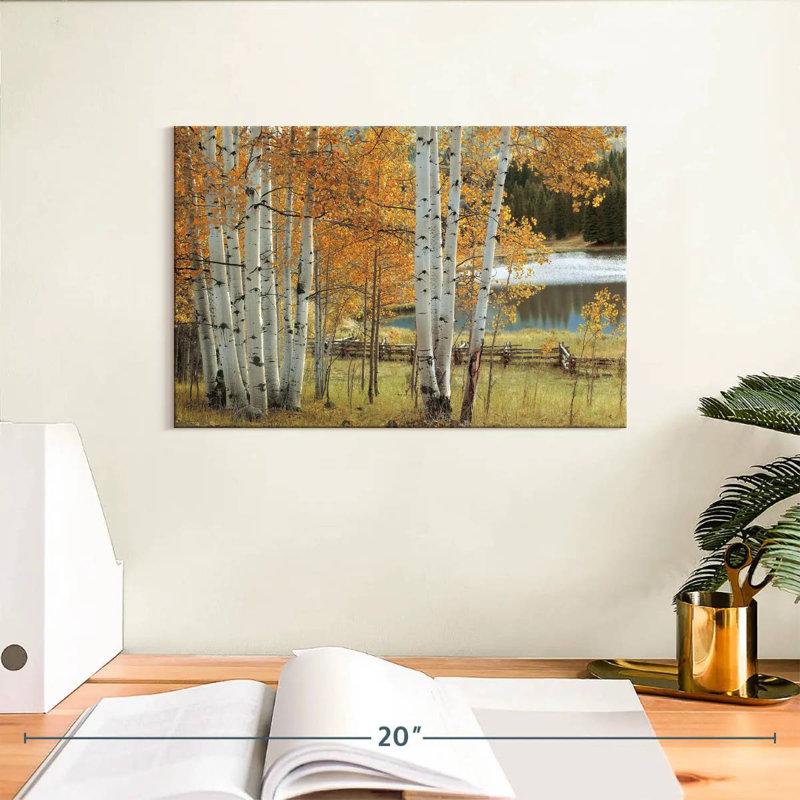 Birch Beauty, H 8 po x l 12 po