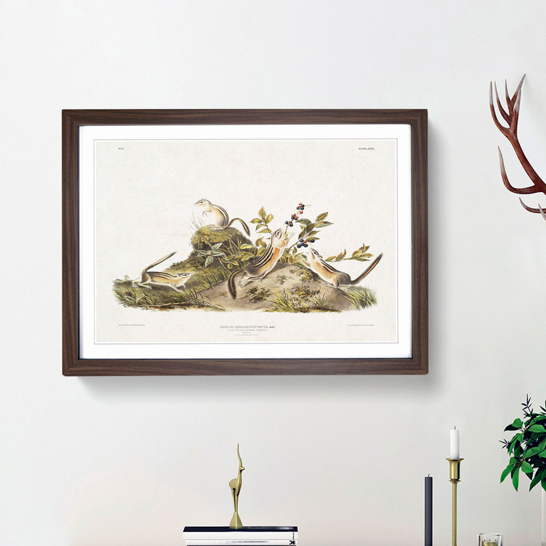 Four-Striped Ground Squirrels by J.W. Audubon - Framed Print