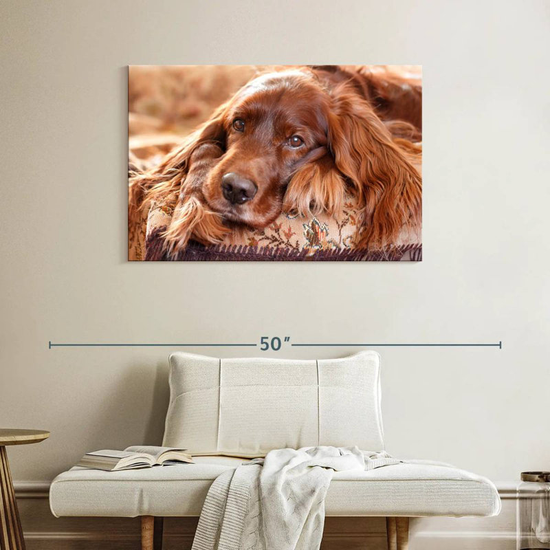 Setter irlandais Brampt, H 26 po x l 39 po