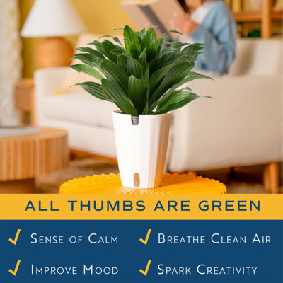 Dracaena Plant in Planter