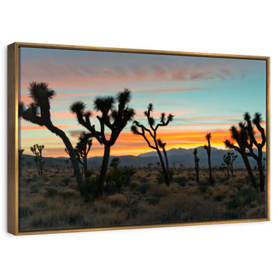 Joshua Tree National Park Sunset
