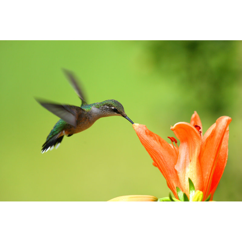 Hummingbird - Wrapped Canvas Print, 51cm H x 76cm W x 3.8cm D