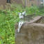 Jouant de la flûte, figurine, fée, statue, fournitures de jardin, plante en pot