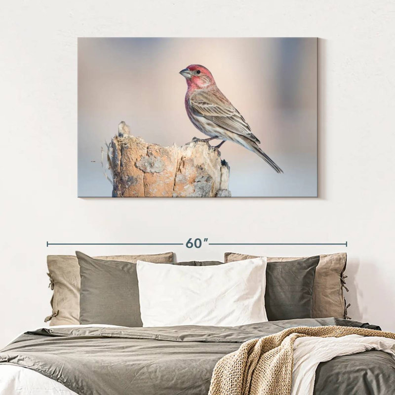 Crowle House Finch Bird