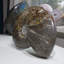 Grande coquille d'ammonite polie Alixs