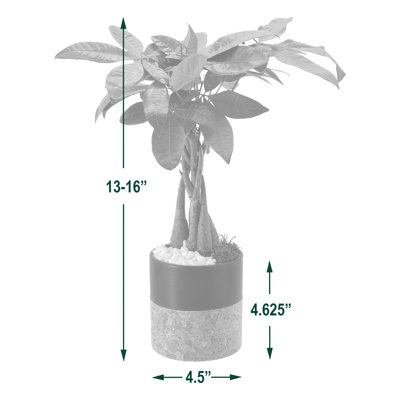 Arcadia Garden Products Live Money Tree (Pachira Aquatica) (Jade Plant) Plant in Ceramic Pot