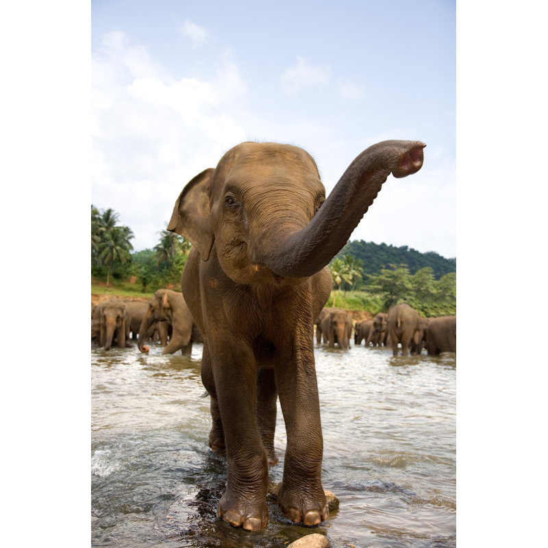 Elephants In River - Wrapped Canvas Print, 122cm H x 81cm W x 3.8cm D