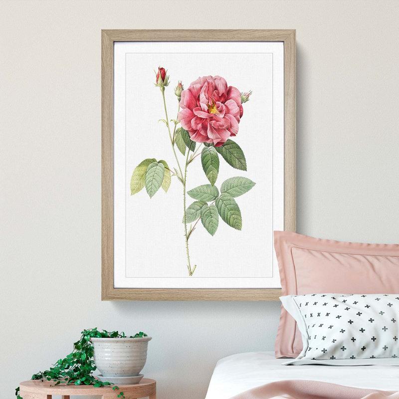 French Rose by Pierre-Joseph Redoute - Framed Print, Oak Framed, 65cm H x 48cm W x 2cm D