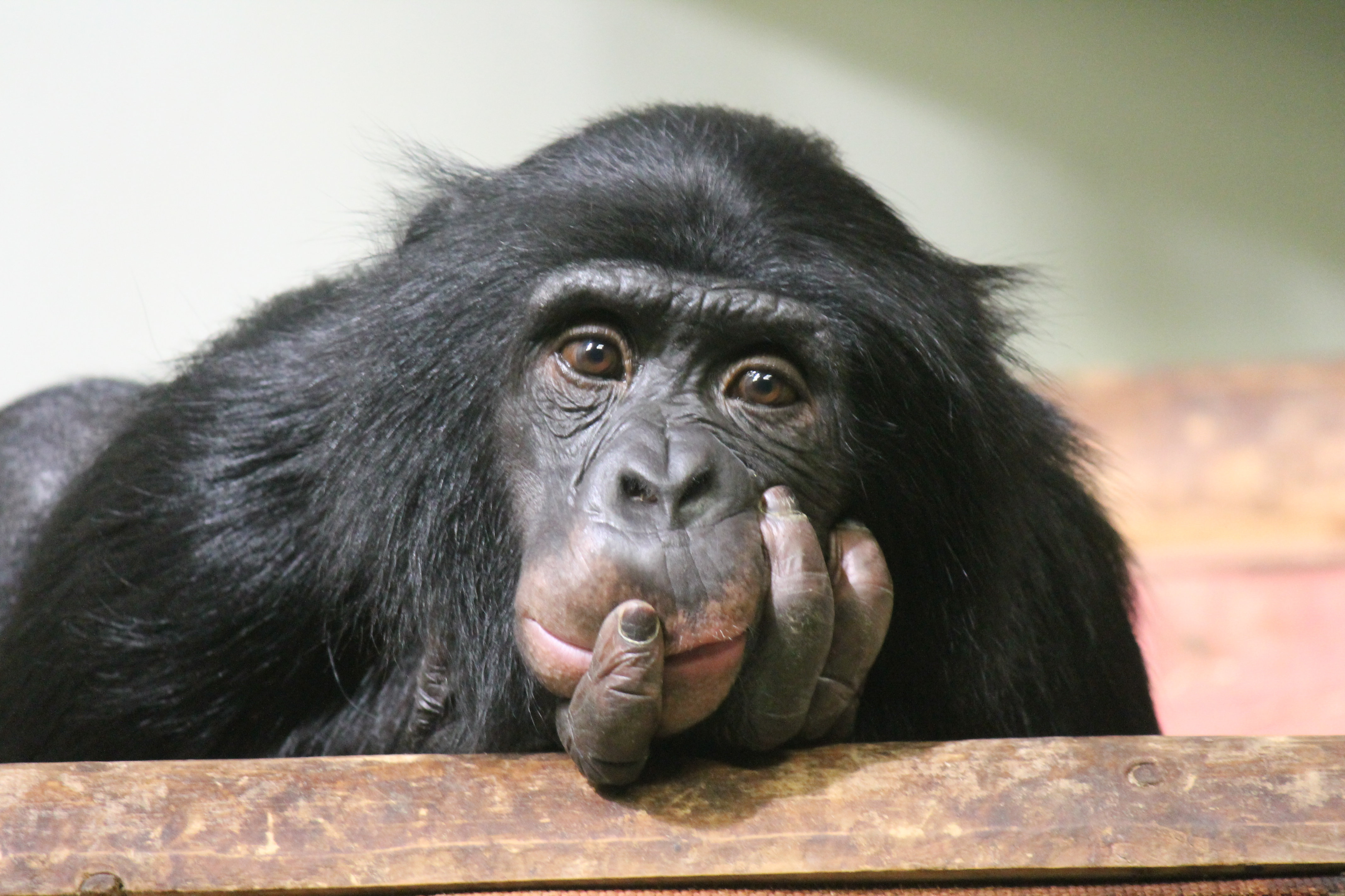 Foto de Sessão Jovem Chimpanzé Simia Troglodytes Na Frente De Um