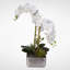 Real Touch Phalaenopsis Orchid with Succulents Floral Arrangement in Pot