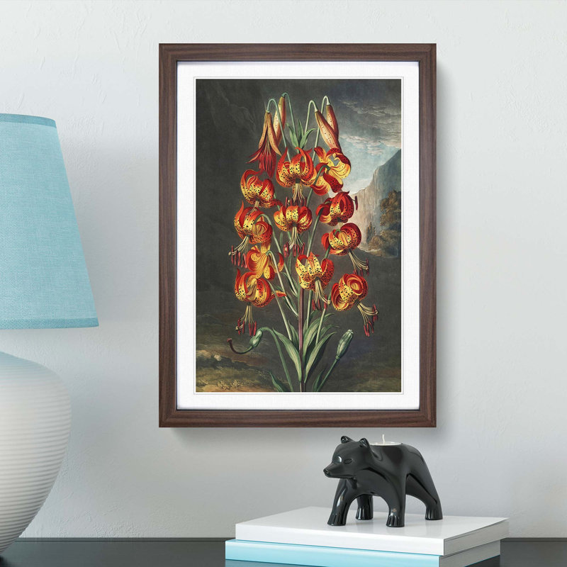 The Superb Lily by R.J. Thornton - Picture Frame Painting Print, 36cm H x 27cm W x 2cm D, Walnut Framed