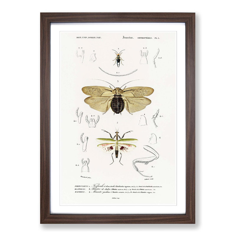 Insect of Illustrations PL.1 by Charles d'Orbigny - Picture Frame Painting Print on MDF, Walnut Framed
