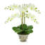 Traditional Orchid Floral Arrangement in a Decorative Ceramic Vase