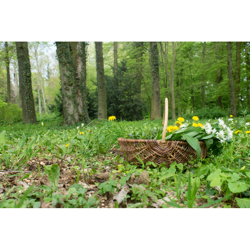 Wild Herbs by Coramueller - Wrapped Canvas Print, 30cm H x 46cm W
