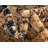 Garth Oriental Indoor Rug-40275909