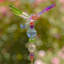 Piquet de jardin Bethlehem