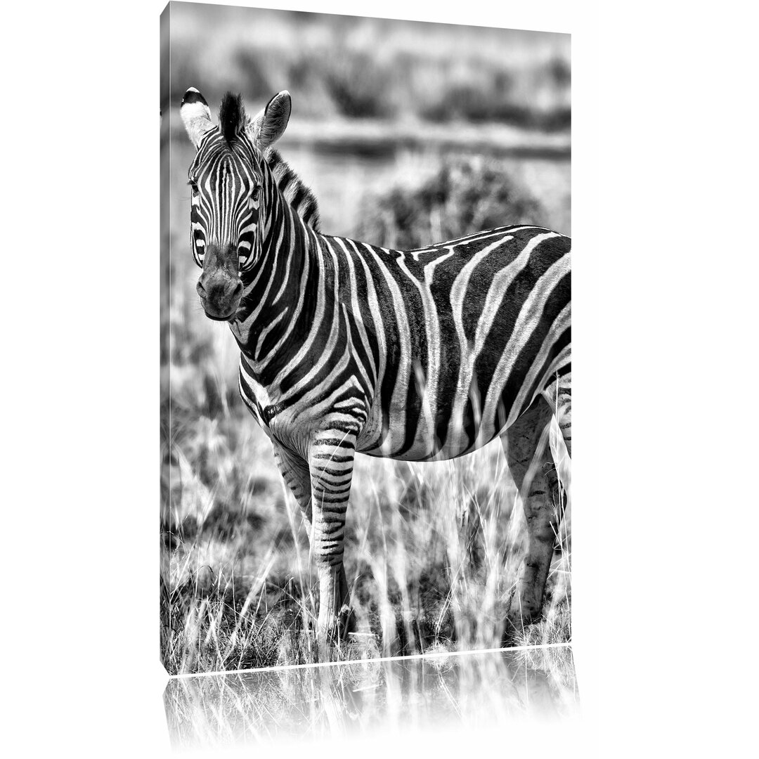 Leinwandbild Zebra im Wildgras in Monochrom