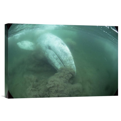 " Gray Whale Filter Feeding, Vancouver Island, Canada "